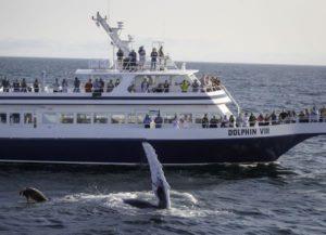WhaleWatching